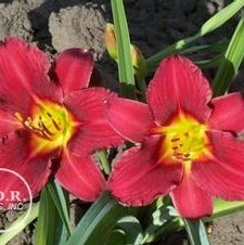 Daylily compact rebloomer 'Pardon Me'