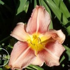 Daylily compact rebloomer 'Prairie Bella'