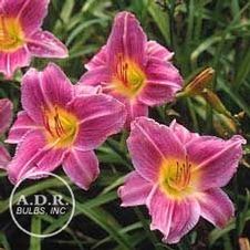 Daylily compact rebloomer 'Prairie Blue Eyes'