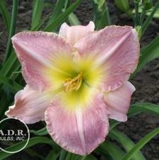 Daylily Pretty Woman