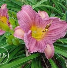 Daylily compact rebloomer 'Purple d'Oro'