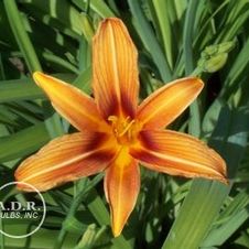 Daylily Rajah