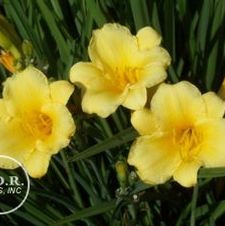 Daylily Stella d'Oro