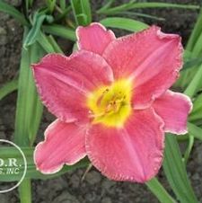 Daylily Vera Bigelow