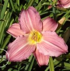 Daylily Whimsical