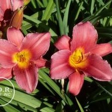 Daylily Wine Delight