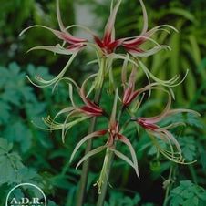 Amaryllis Dutch 'Chico'