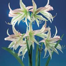 Amaryllis Dutch 'Emerald'