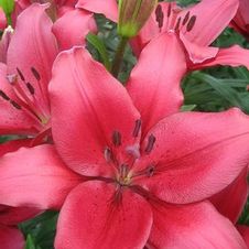 Lily Asi-Florum 'Brindisi'