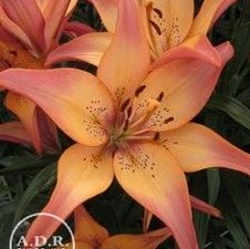 Lily Asi-Florum 'Royal Sunset'