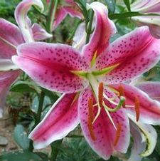Lily Oriental 'Stargazer'