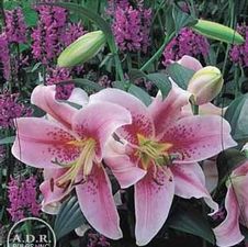 Lily Oriental 'Mona Lisa'