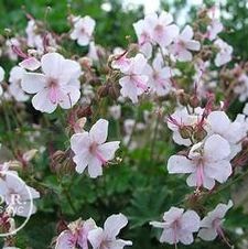 Geranium Biokovo