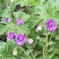 Geranium Birch's Double