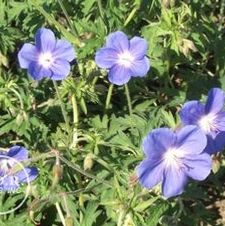Geranium Brookside