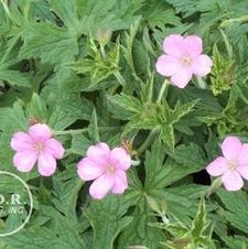 Geranium endresii Wargrave Pink