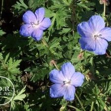 Geranium Johnson's Blue