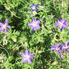 Geranium Kashmir Purple