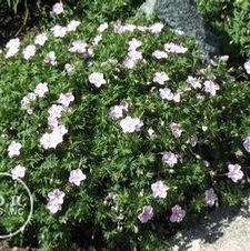Geranium Lancastriense