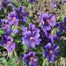 Geranium Magnificum