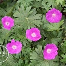 Geranium New Hampshire Purple