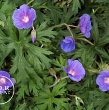Geranium Johnson's Blue Elite (Orion)