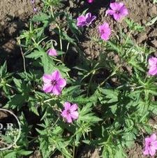 Geranium Patricia