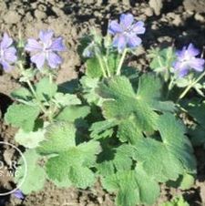 Geranium Philippe Vapelle