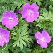 Geranium Sanguineum