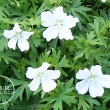 Geranium Sanguineum Album