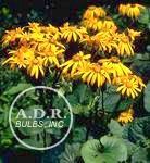 Ligularia Desdemona