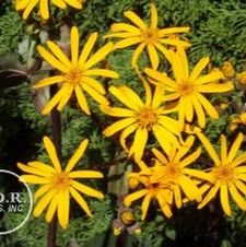 Ligularia Othello