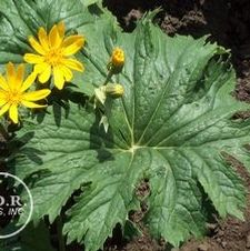 Ligularia Palmatiloba