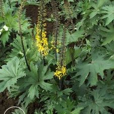 Ligularia Prezwalski