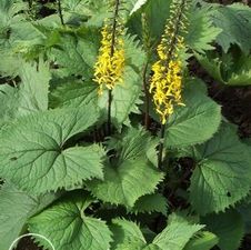 Ligularia The Rocket