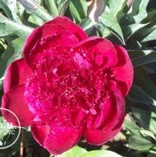 Paeonia Benjamin Franklin