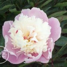 Paeonia Bowl of Beauty