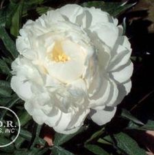Paeonia Duchess de Nemours