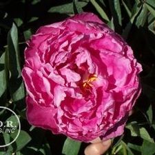 Paeonia Edulus Superba