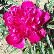 Paeonia Felix Crousse