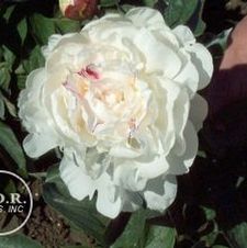 Paeonia Festiva Maxima