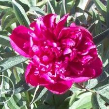 Paeonia Karl Rosenfeld