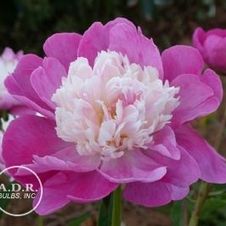 Paeonia Gay Paree