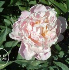 Paeonia Sarah Bernhardt