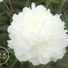 Paeonia Shirley Temple