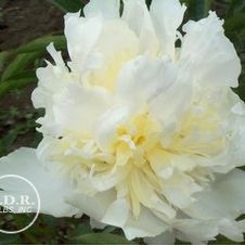 Paeonia Top Brass