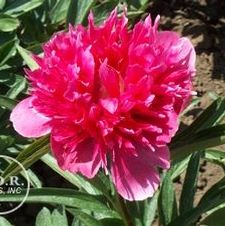 Paeonia dwarf 'Rosea Plena'