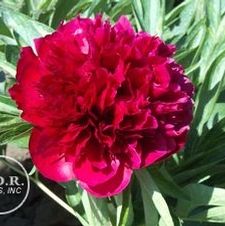Paeonia dwarf 'Rubra Plena'