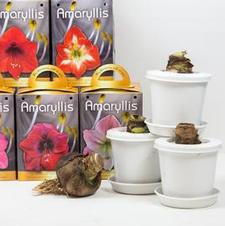 Amaryllis Assorted Pre-potted Amaryllis
