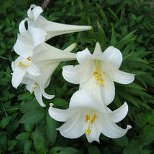 Easter Lily Nellie White